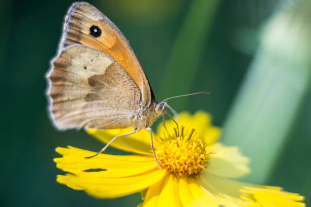 istock Butterfly on a flowers 1348572956