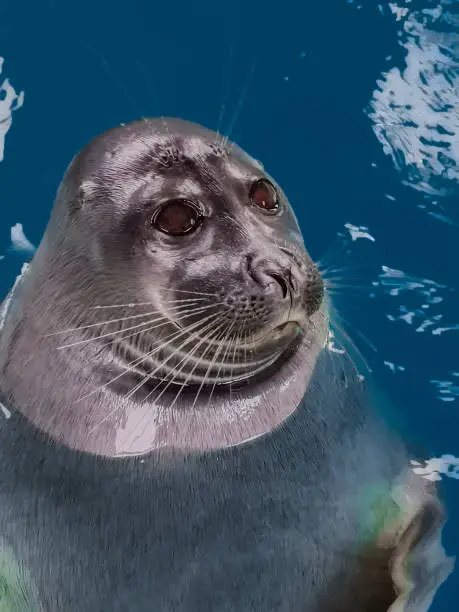 An adult Baikal seal on the surface of the water looks away. A male freshwater seal, endemic to Lake Baikal, holds his head above water in the Irkutsk sealarium.