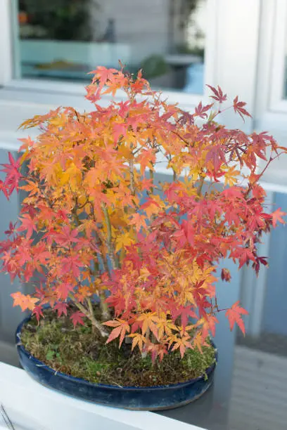 Photo of Beautiful bonsai forest with autumn colours. Japanese maple, acer palmatum