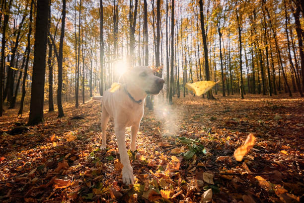 Black purebred dog outdoor portrait with copy space on autumn foliage