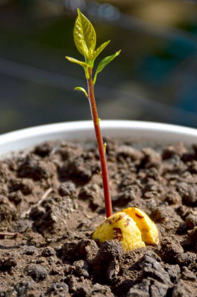 A young avocado tree grows from a seed in a flower pot. small green leaves appeared on the top of the sprout. greening planet concept