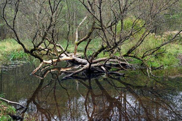 istock Autumn landscape. Vyacha forest river in October. Water flow and reflection 1348582132
