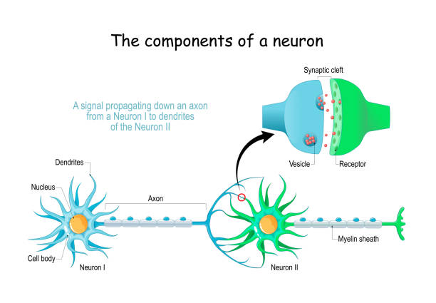illustrazioni stock, clip art, cartoni animati e icone di tendenza di anatomia dei neuroni. primo piano di una sinapsi chimica - neurotrasmettitore
