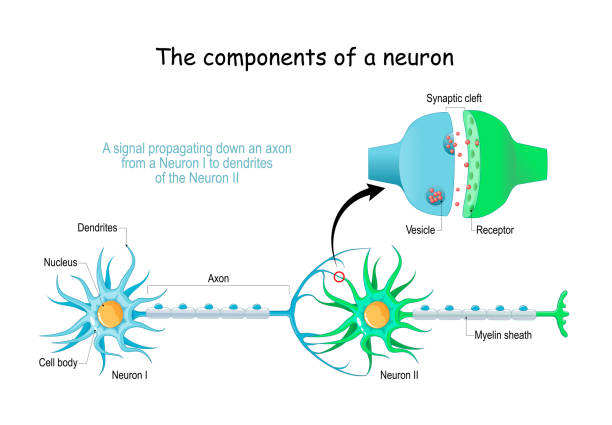 Neuron anatomy. Close-up of a Chemical synapse Neuron anatomy. Close-up of a Chemical synapse, Synaptic vesicle with neurotransmitter, and Receptors. Strucure of Synaptic cleft. Vector poster Synapse stock illustrations