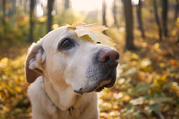istock Dog in autumn forest 1348595562