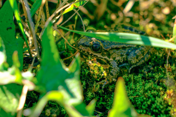 istock Young frog sits in the shade 1348595793