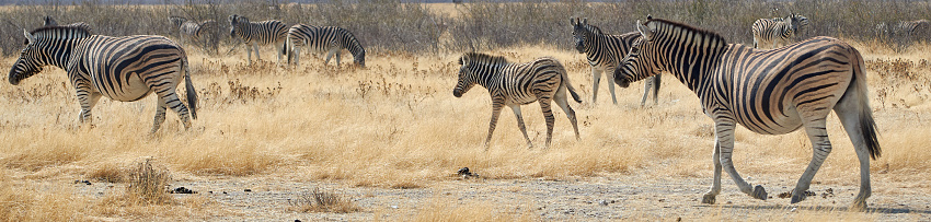 Wildlife banner with zeal of Plains zebras walking across dry Namibian savanna, Equus quagga.