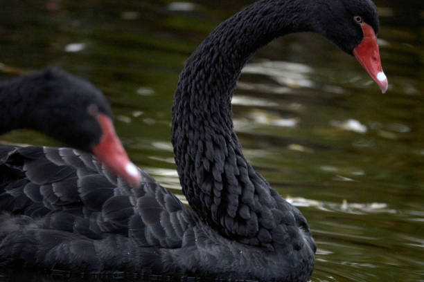 istock Beautiful black swans in the pond. 1348608188