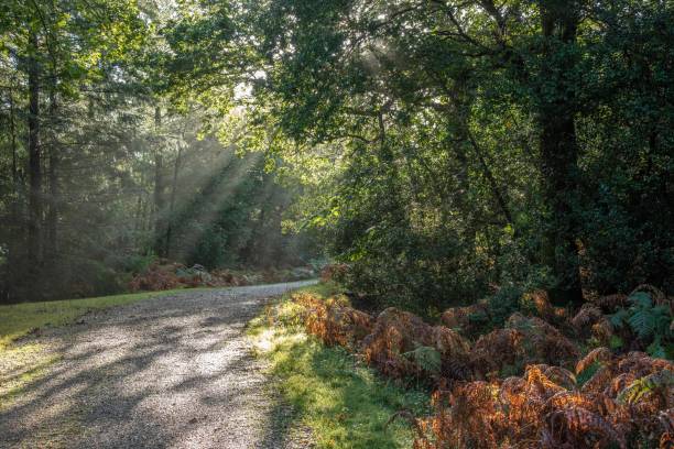 istock New Forest walk, early Autumn 1348609026