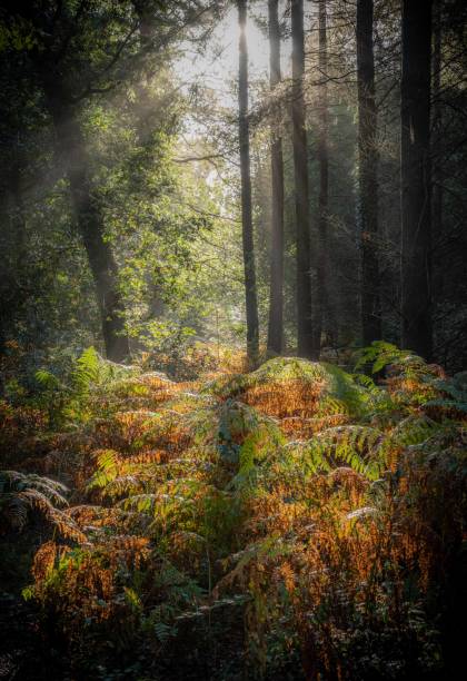 istock New Forest sunbeams, early Autumn 1348609548