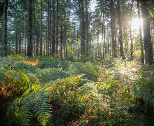 istock New Forest fern glade 1348609567