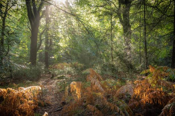 istock New Forest fern glade, early Autumn 1348609755