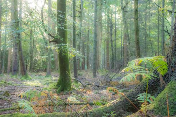 new forest glade, principios de otoño - glade england autumn forest fotografías e imágenes de stock