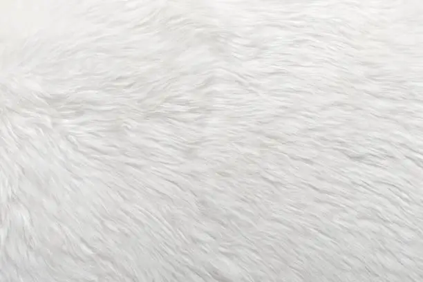 Background texture of white sheepskin wool.