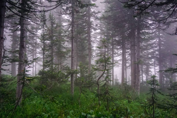 sibirische taiga im nebel im naturpark ergaki - ergaki stock-fotos und bilder
