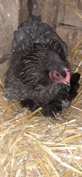 istock hen that broods these little ones 1348620662