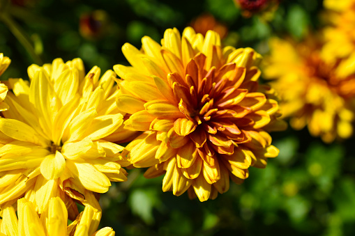 Red and yellow chrysanthemum flowers close up in the garden