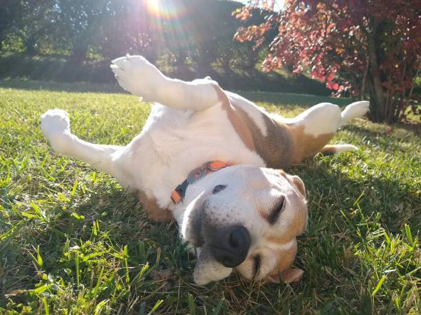 istock my beagle sleeps in the grass 1348631527