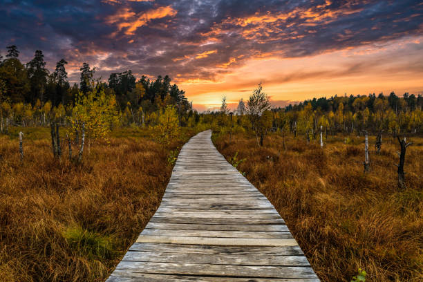 istock autumn forest wooden trail path with a beautiful sunset 1348636359