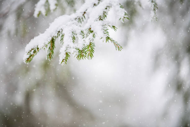 istock Snow-covered spruce branch in the winter in the forest. 1348636884