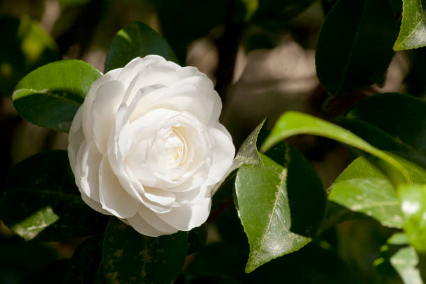 White Camellia, green leaves. Copy space available on the right. Pontevedra province, Galicia, Spain.