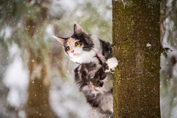 Maine Coon cat polychrome climbs a tree in winter in a snowy forest