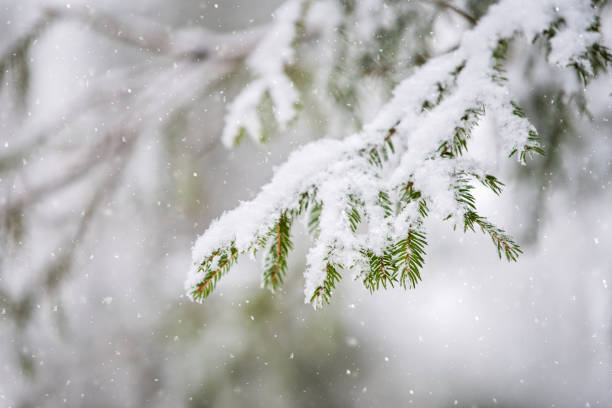 istock Snow-covered spruce branch in the winter in the forest. 1348642987