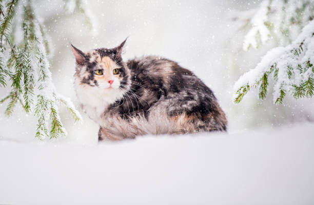 istock Maine Coon cat polychrome sits on the snow in forest in winte 1348644112