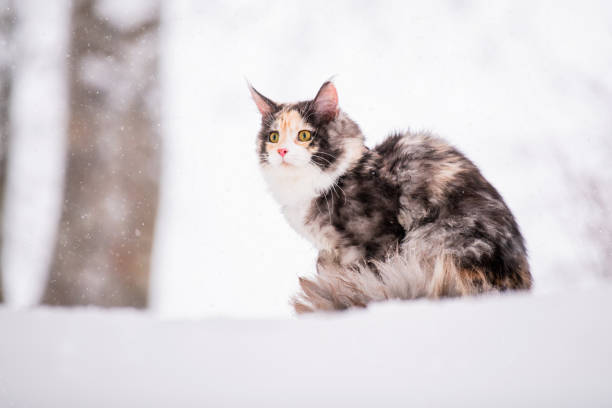 istock Maine Coon cat polychrome climbs a tree in winter in snowy forest 1348645179