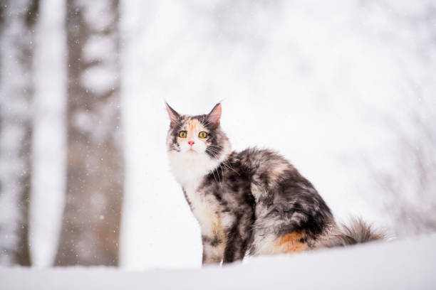 istock Maine Coon cat polychrome sits on the snow in forest in winte 1348645193