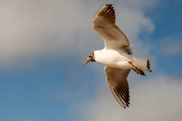 une mouette solitaire plane dans les airs à la recherche de nourriture - ostrich bird wind fluffy photos et images de collection