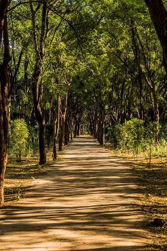Punit Van is a botanical garden located in Sector 19 in Gandhinagar, the capital of Gujarat in India. It was developed in 2005 by the forest department of the Government of Gujarat