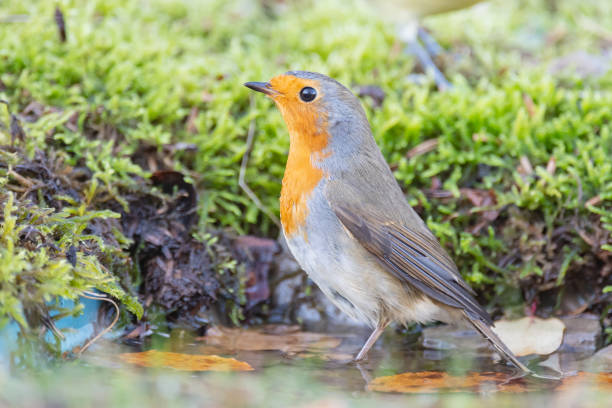 istock Garden Birds. Robin Erithacus rubecula in the wild 1348654085