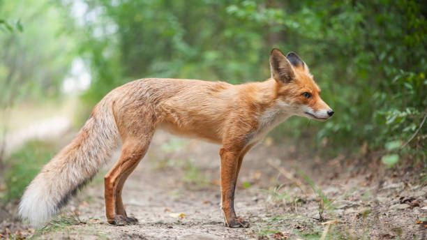 istock Portrait of a red fox Vulpes vulpes on a beautiful background 1348654698