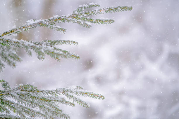 istock Snow-covered spruce branch in the winter in the forest. 1348654905