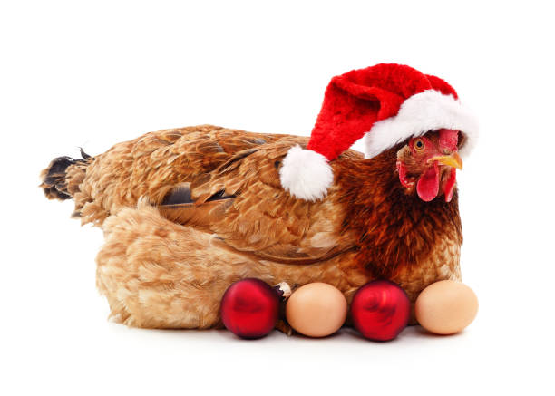 pollo in un cappello di babbo natale con uova e palline di natale. - young bird poultry chicken livestock foto e immagini stock