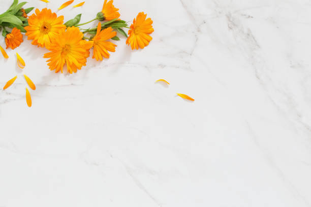 istock orange marigold flowers on white marble background 1348660555