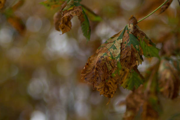 Autumn leaves and chestnuts