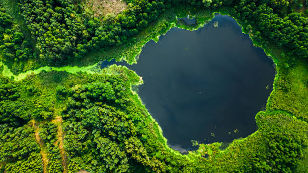 istock Aerial view of lake and blooming algae in summer. 1348661941