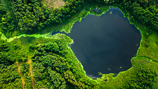 Aerial view of lake and blooming algae in summer. Aerial view of wildlife in Poland, Europe