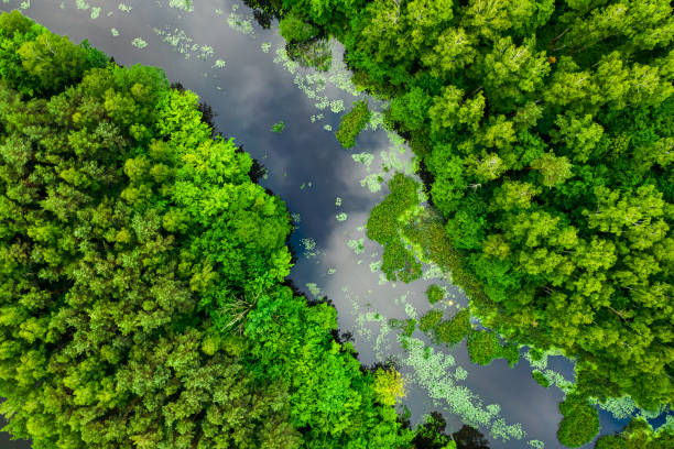 istock Flying above river and green algae in summer. 1348662063