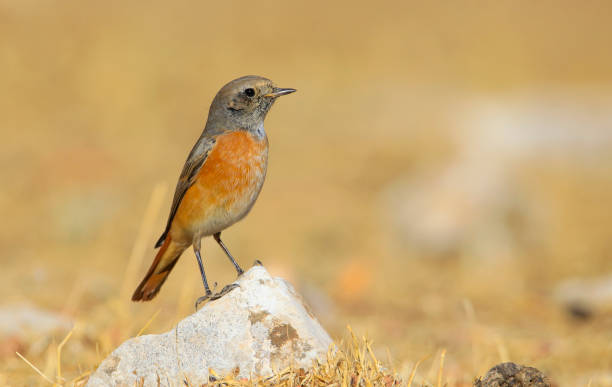 redstart zwyczajny ( phoenicurus phoenicurus) - phoenicurus zdjęcia i obrazy z banku zdjęć