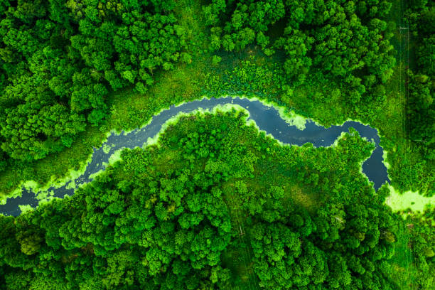 istock Amazing river and green forest in summer. 1348663287