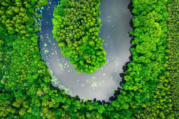 Flying above green forest and river in summer. Flying above green forest and river in summer. Aerial view of wildlife in Poland, Europe bory tucholskie stock pictures, royalty-free photos & images