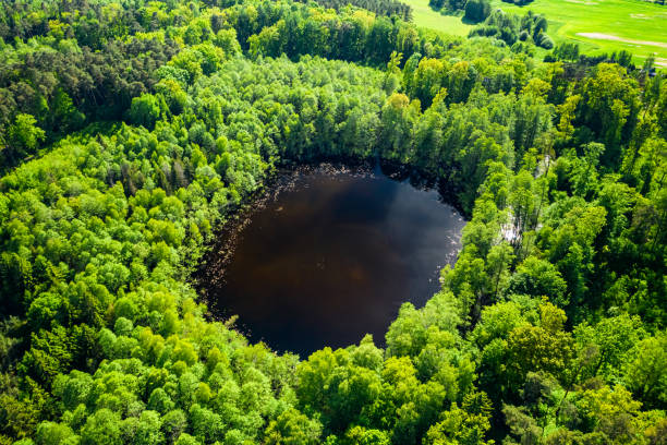 Amazing green forest and river in summer. Amazing green forest and river in summer. Aerial view of wildlife in Poland, Europe bory tucholskie stock pictures, royalty-free photos & images