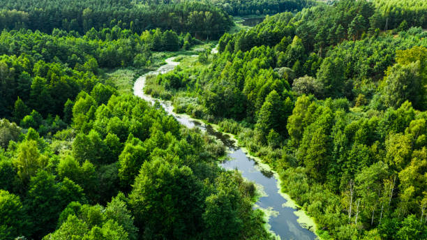 istock Stunning river and green forest in summer. 1348663615