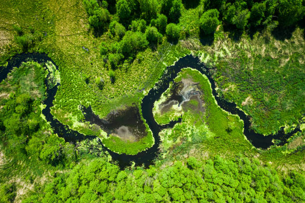 istock Flying above river and green forest in summer. 1348663811