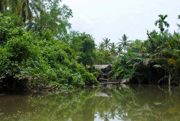 istock House in the Jungle 1348663842