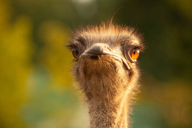 portrait en gros plan. tête d’autruche - ostrich bird wind fluffy photos et images de collection