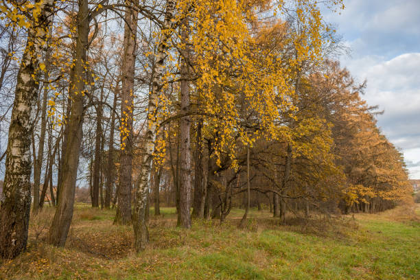 istock birch trees with yellow leaves in autumn 1348665193